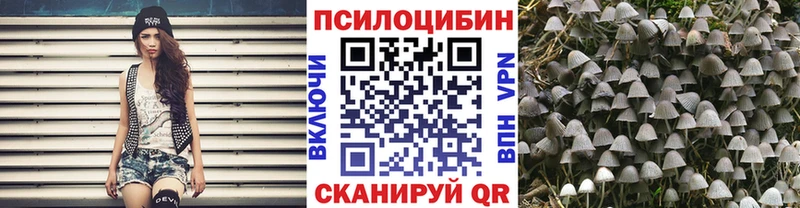 Купить  Красный Сулин  Галлюциногенные грибы Cubensis 